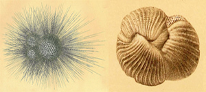 What are Foraminifera and Forams