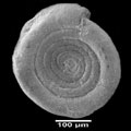 Ammodiscus, Foraminifera, Forams