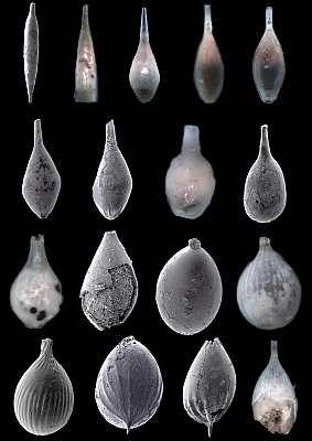 Foraminifera illustrate evolution, Lagenidae, Kobrow, Oligocen