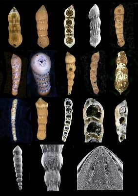 Foraminifera illustrate evolution, Nodosaria intermittens, Kobrow