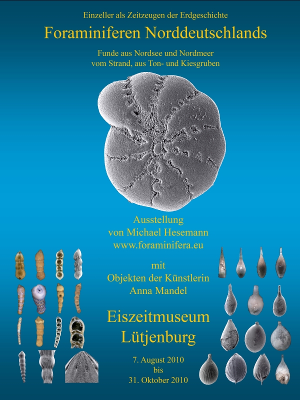 Foraminiferen Norddeutschlands Eiszeitmuseum Lütjenburg