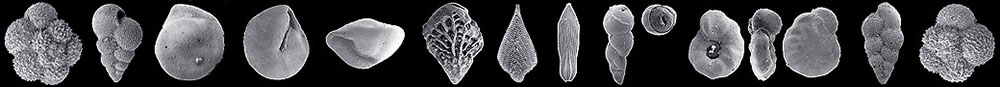 Catalog of Maastrichtian Foraminifera