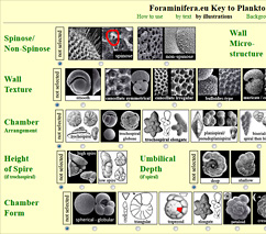 Key to Planktonic Species